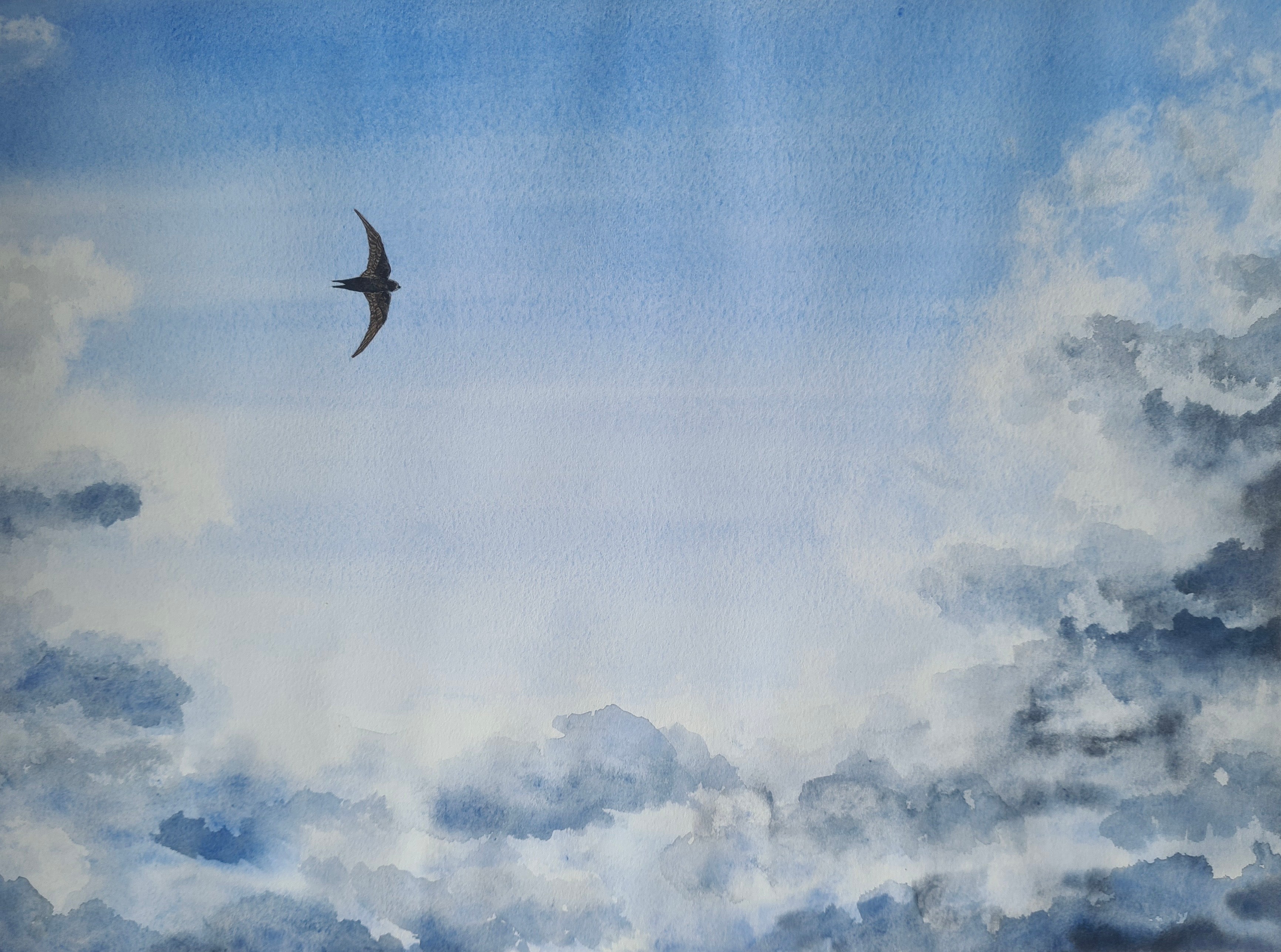 Watercolour painting of a common swift bird flying between the clouds by Rosemary Greensmith Wildlife Art.